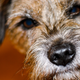 Illustration for article titled Dogs Can Sniff Out Thyroid Cancer in Your Urine